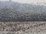 Snow geese Middle Creek March 21,22 2015