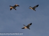 middle creek snow geese (12 of 15).jpg
