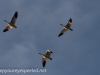 middle creek snow geese (13 of 15).jpg