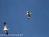 middle creek snow geese (15 of 15).jpg