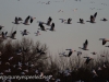 middle creek snow geese (3 of 15).jpg