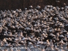 middle creek snow geese (5 of 15).jpg