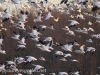 middle creek snow geese (7 of 15).jpg