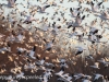 middle creek snow geese (8 of 15).jpg