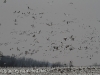 snow geese middle creek (1 of 1).jpg