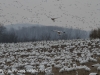 snow geese middle creek (5 of 9).jpg