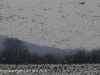 snow geese middle creek (8 of 9).jpg