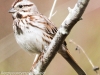 PPL Wetlands birds song sparrow -2