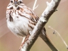 PPL Wetlands birds song sparrow -3