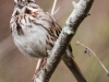 PPL Wetlands birds song sparrow -5