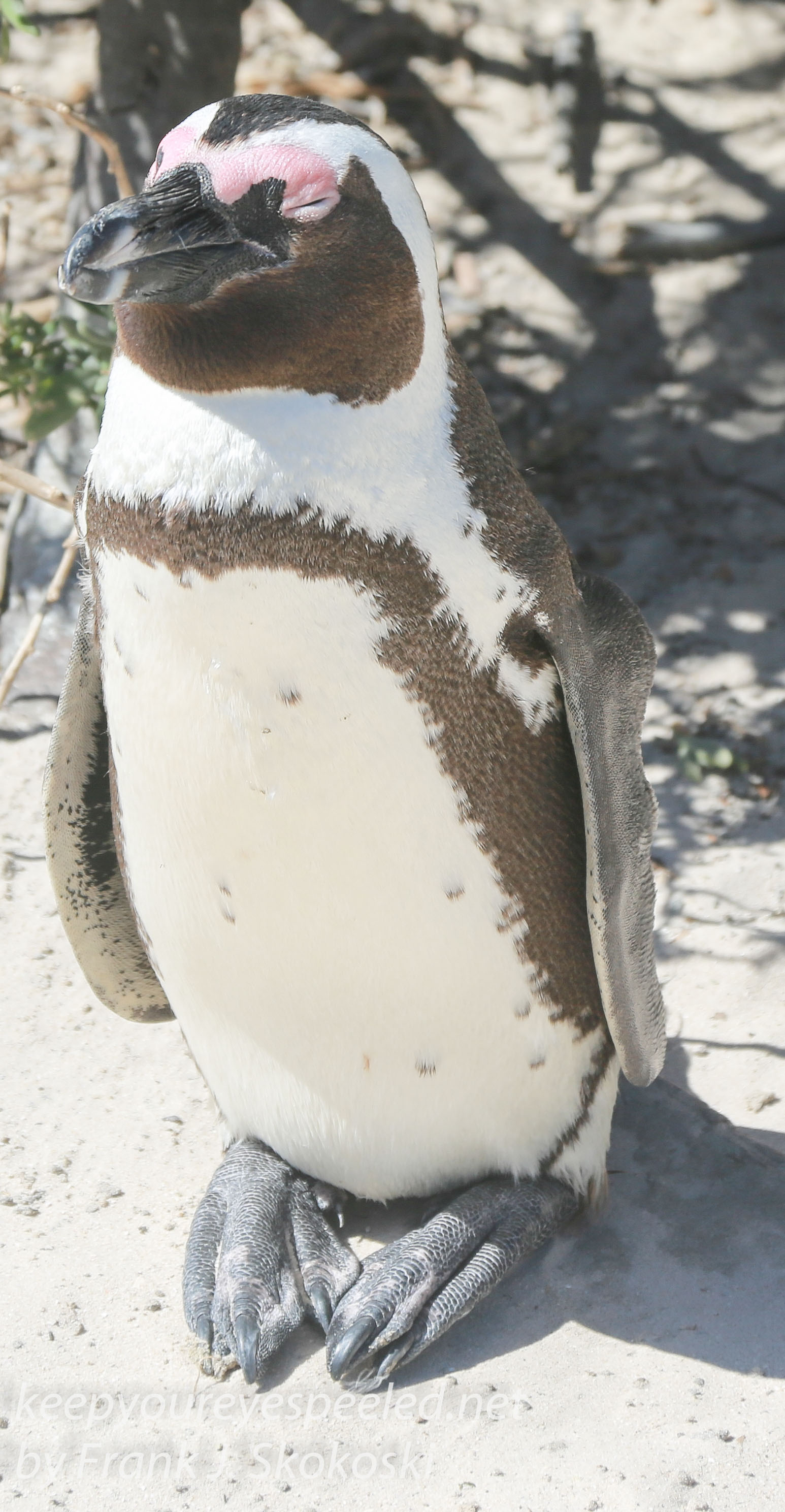 Cape Point penguins -10
