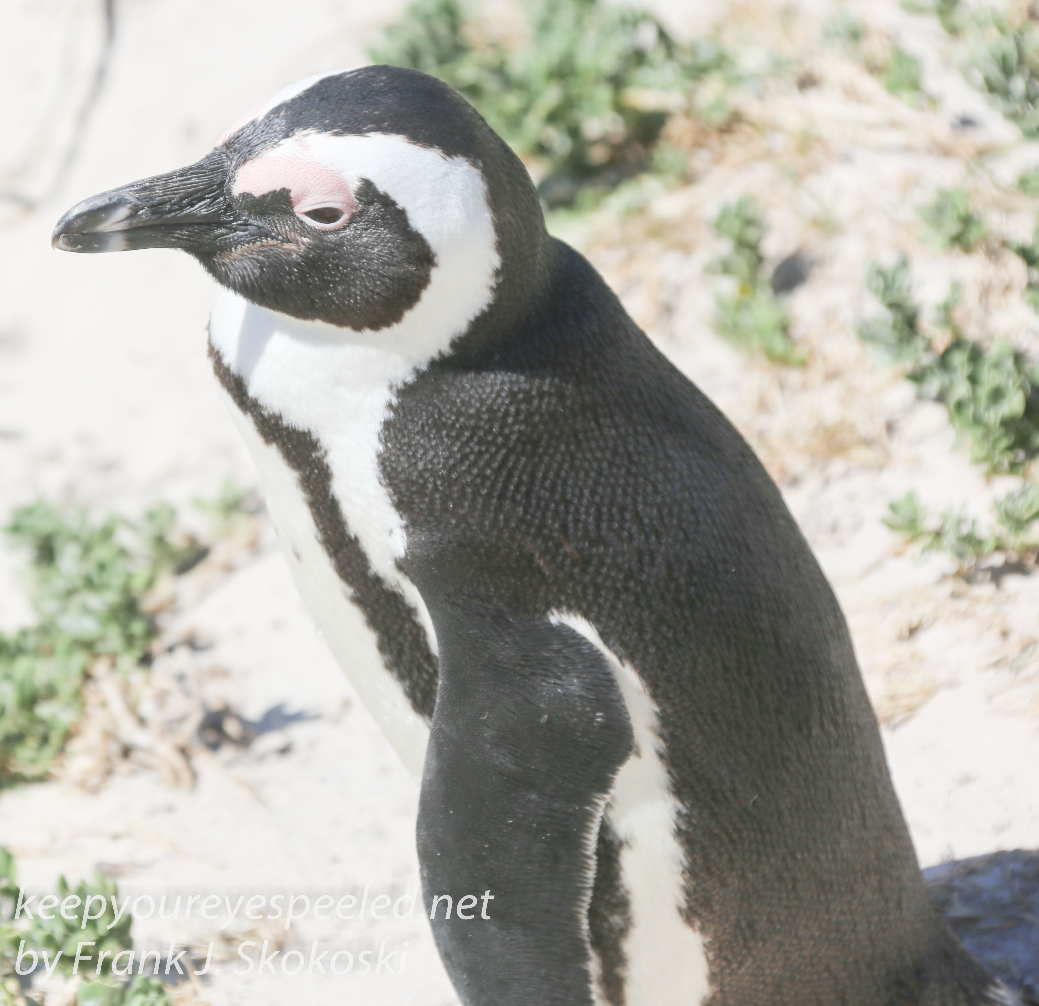 Cape Point penguins -12