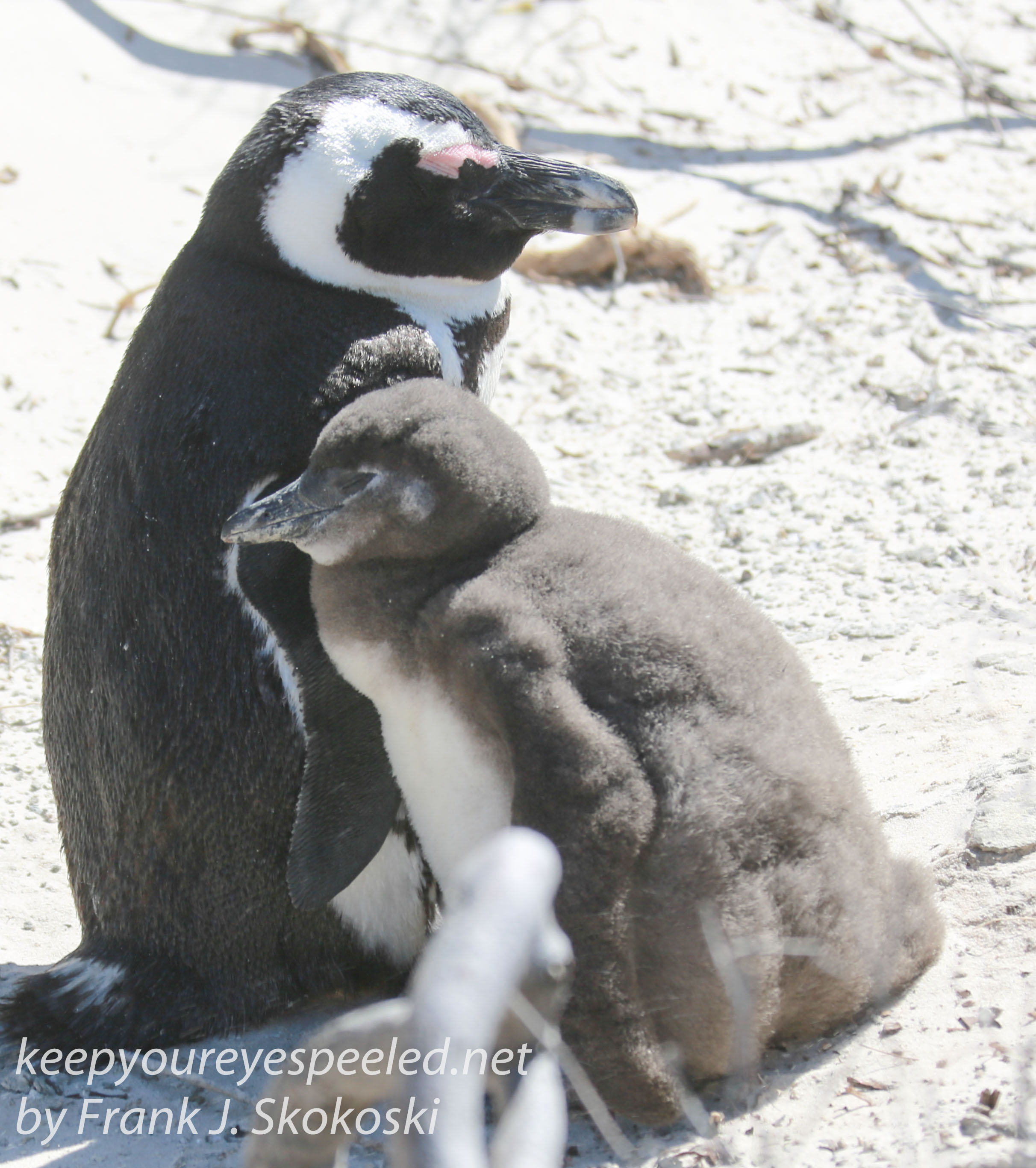 Cape Point penguins -14