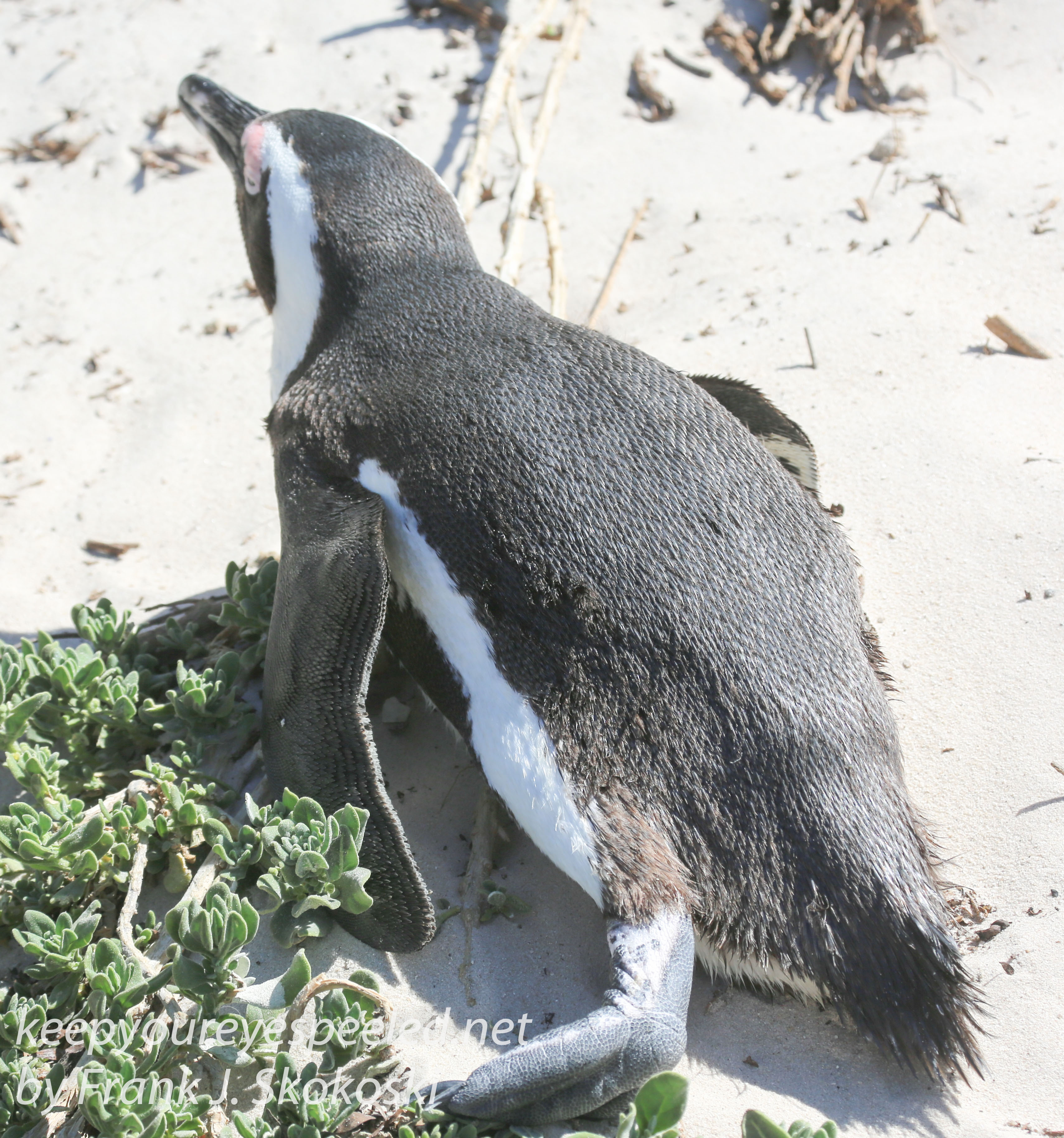 Cape Point penguins -16