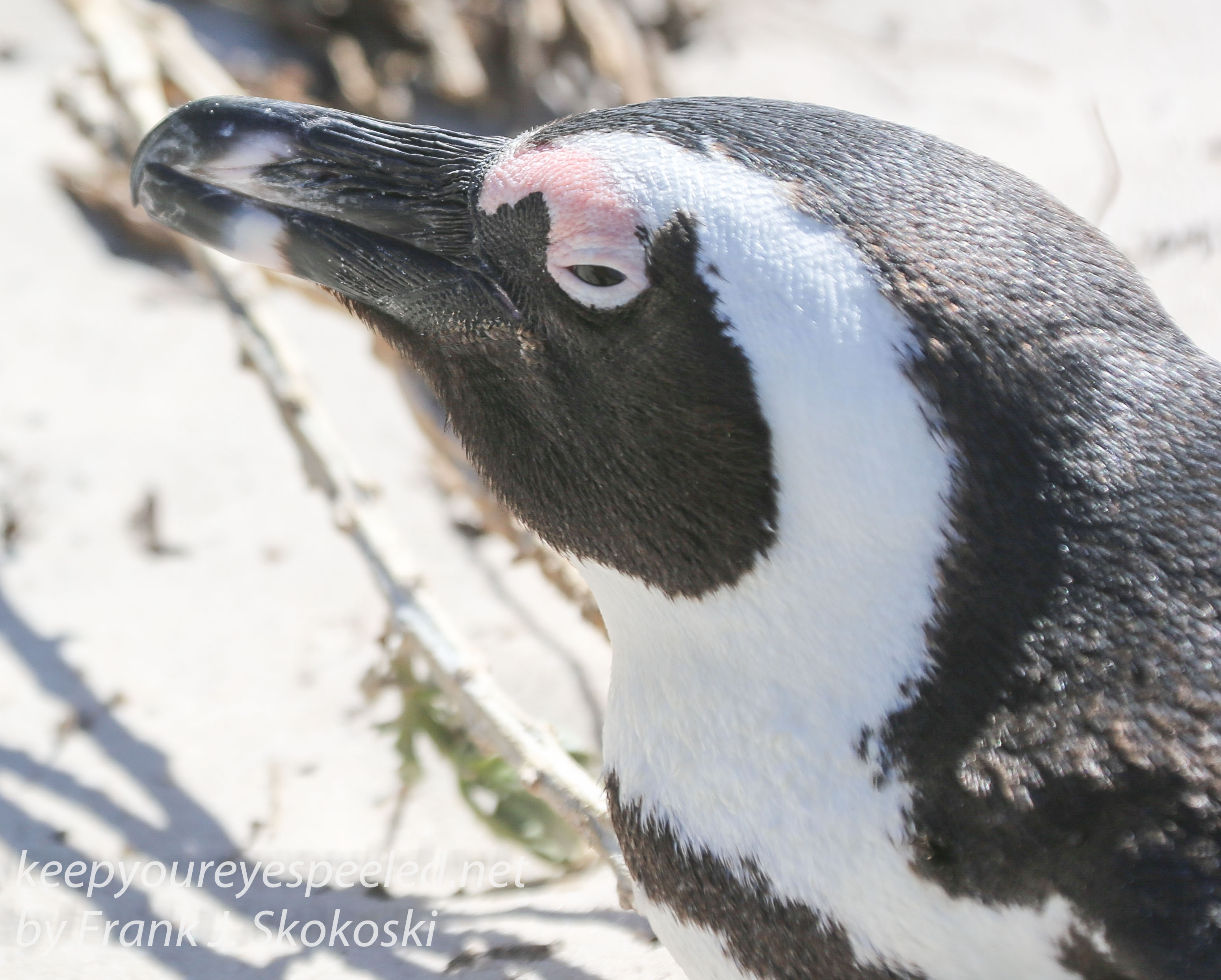 Cape Point penguins -17
