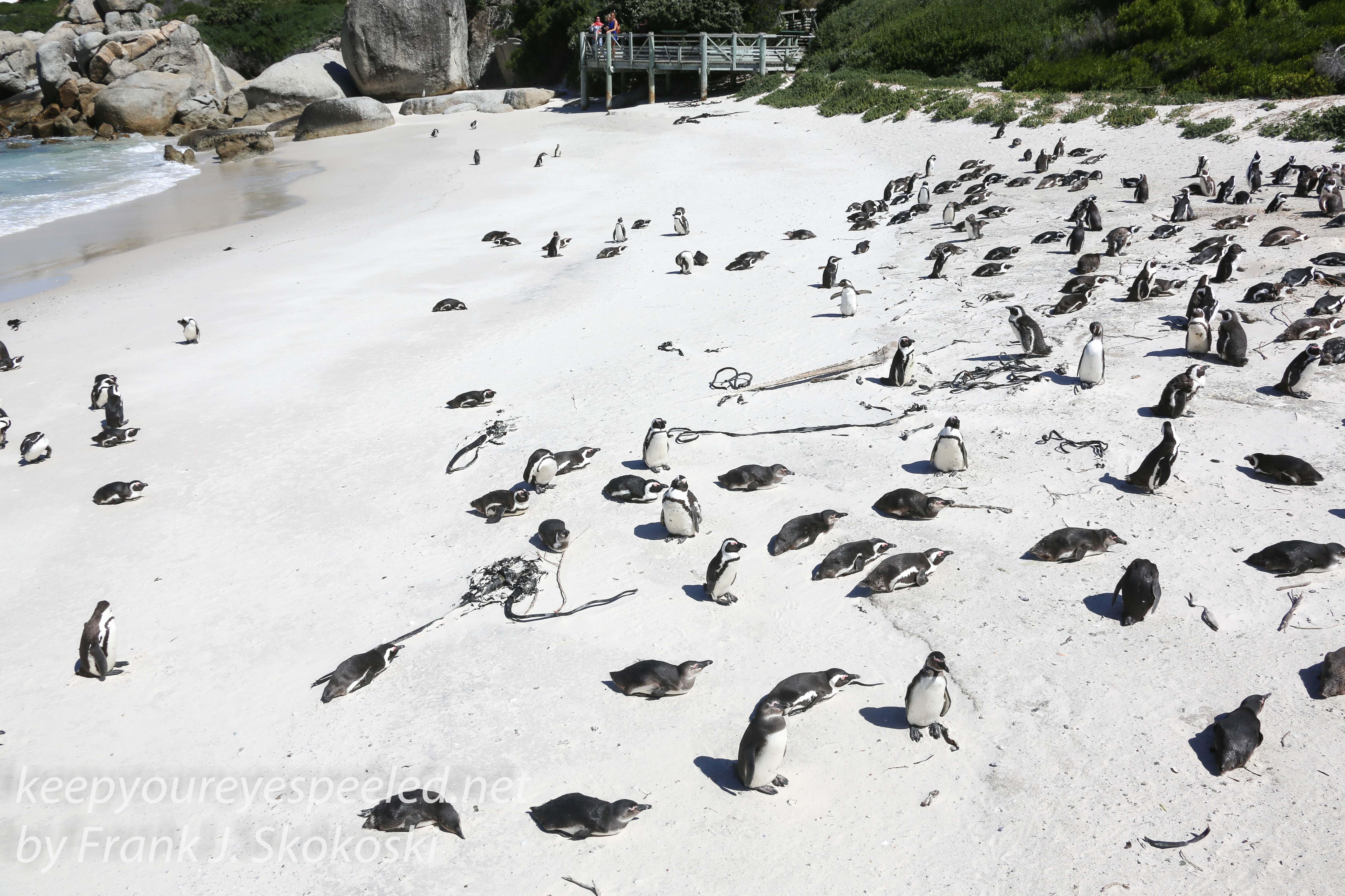 Cape Point penguins -21
