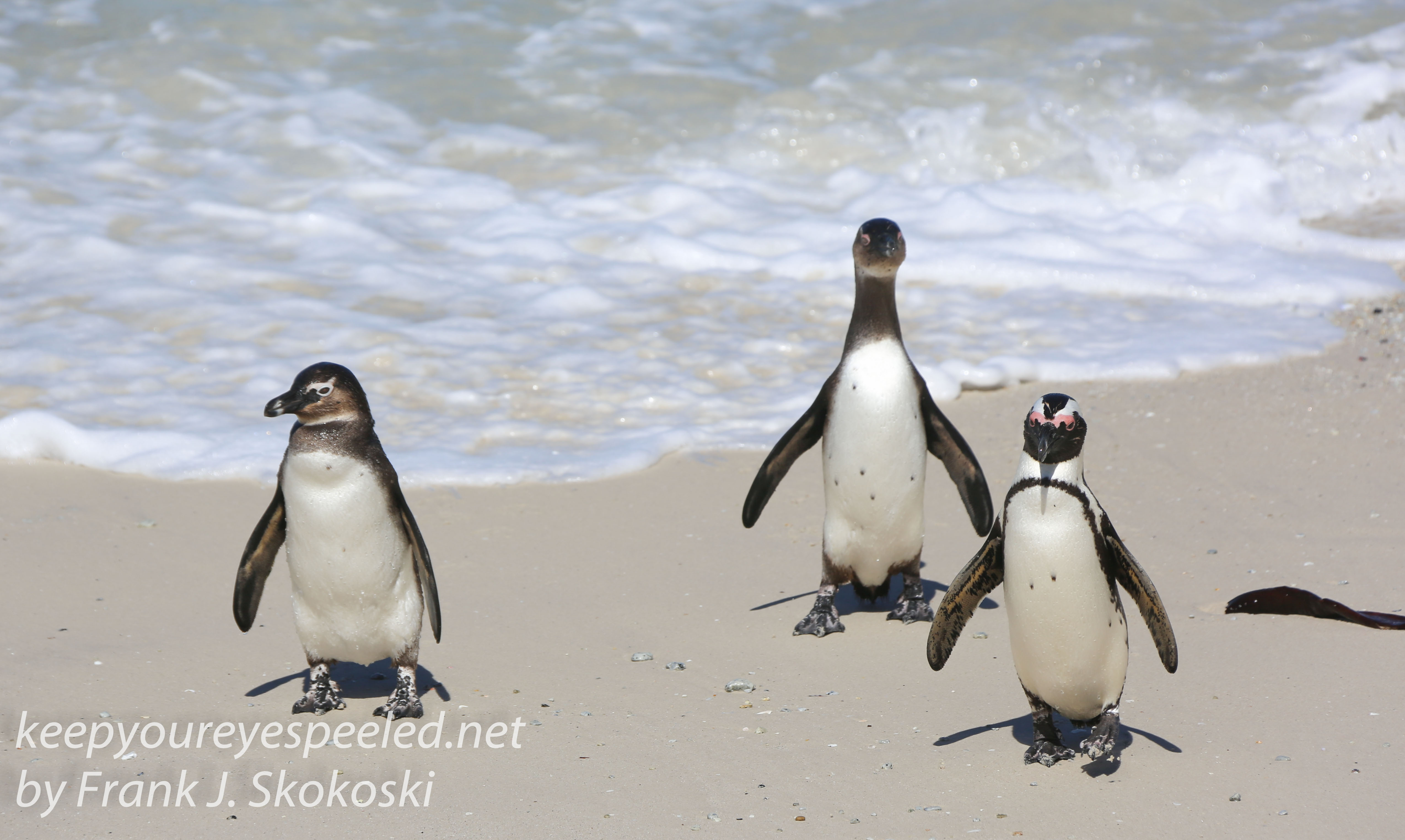 Cape Point penguins -23