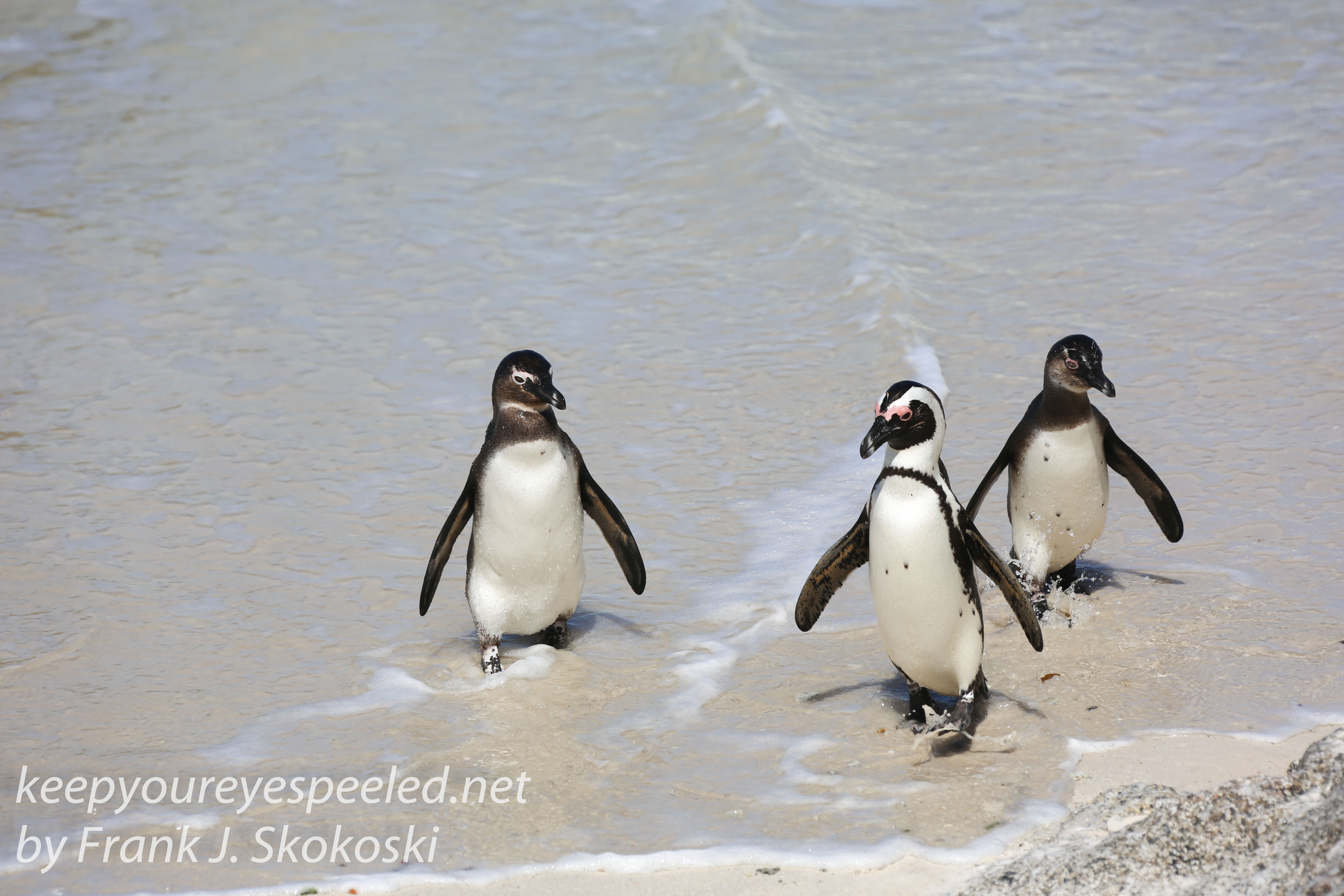 Cape Point penguins -25