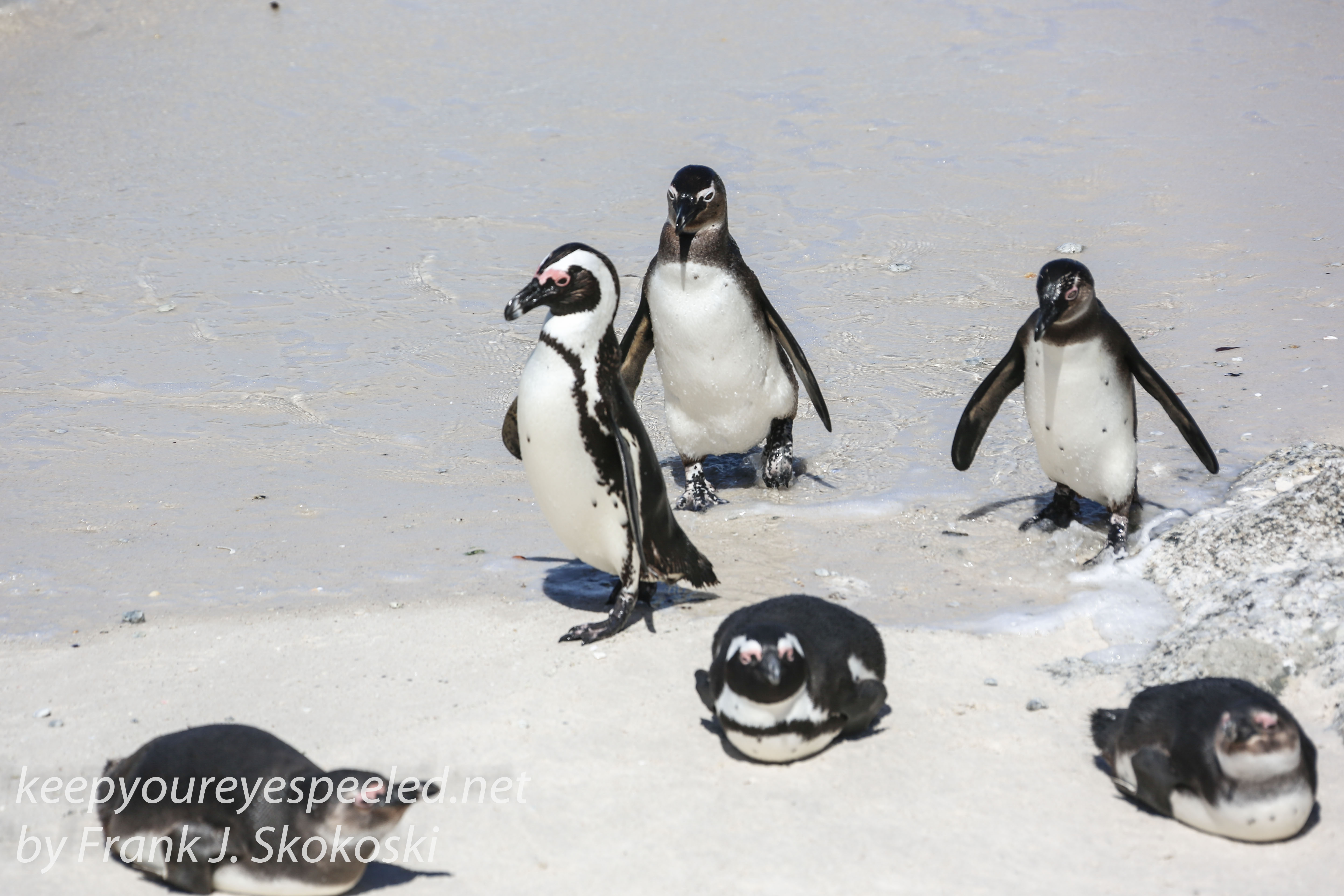 Cape Point penguins -26