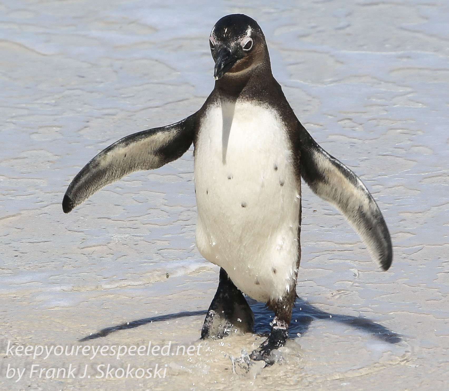 Cape Point penguins -27