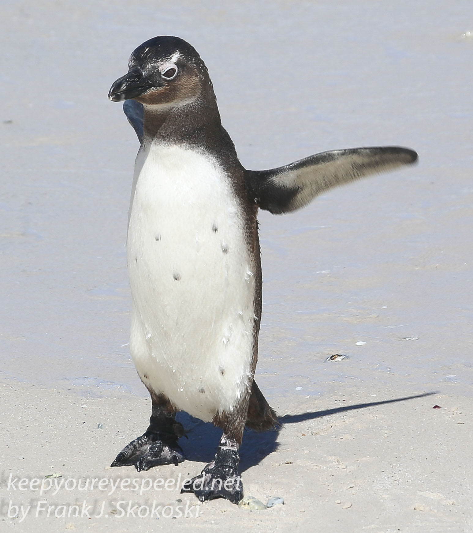 Cape Point penguins -28