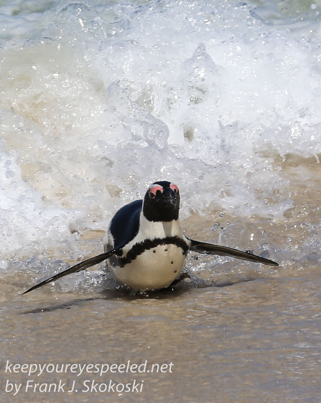 Cape Point penguins -29