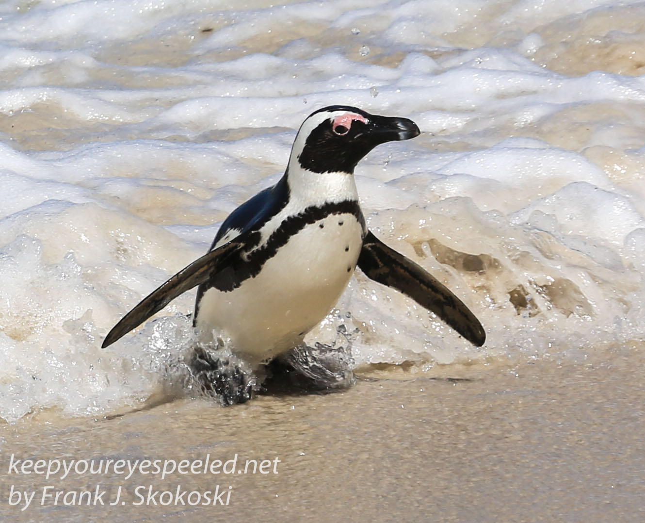 Cape Point penguins -30