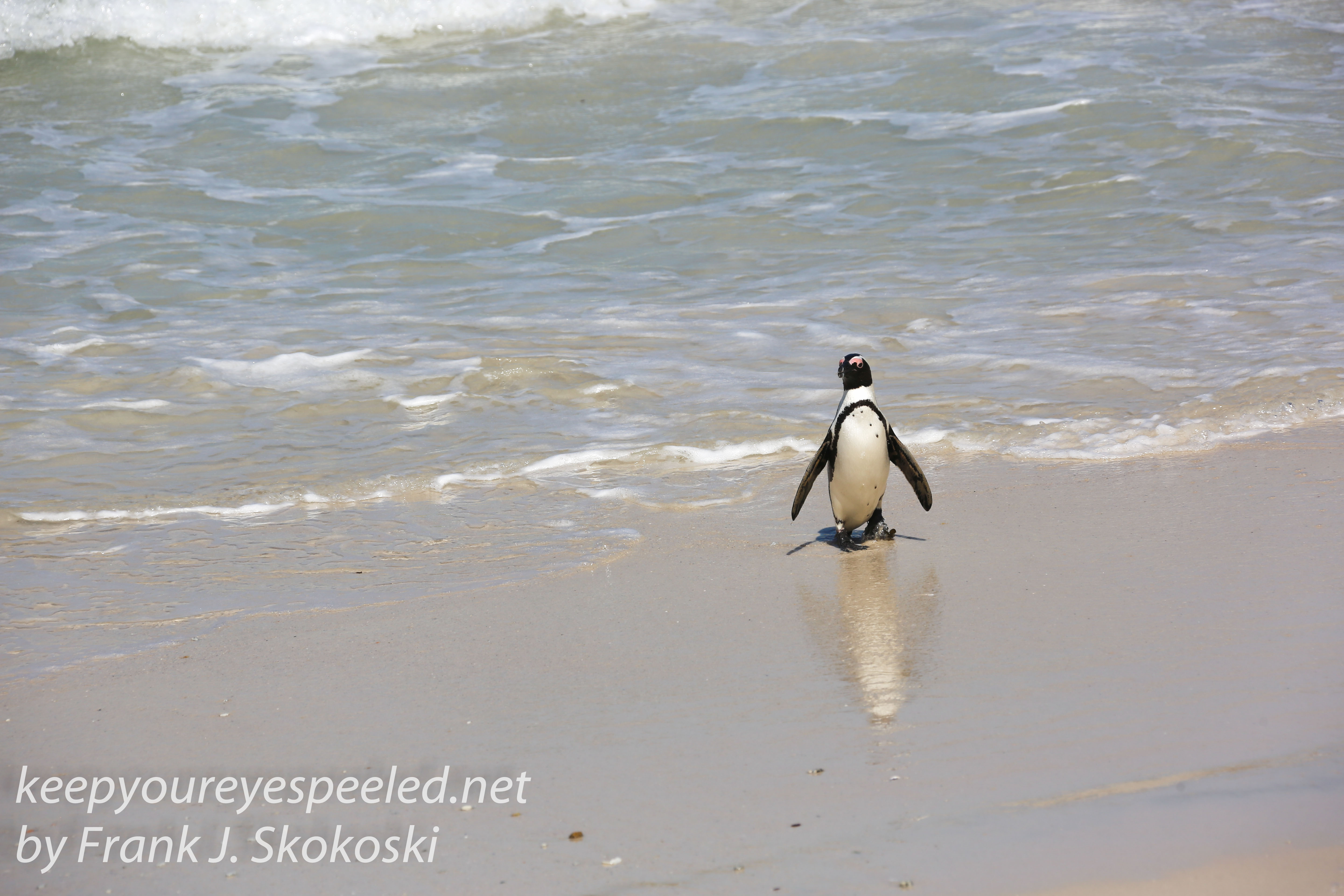 Cape Point penguins -32