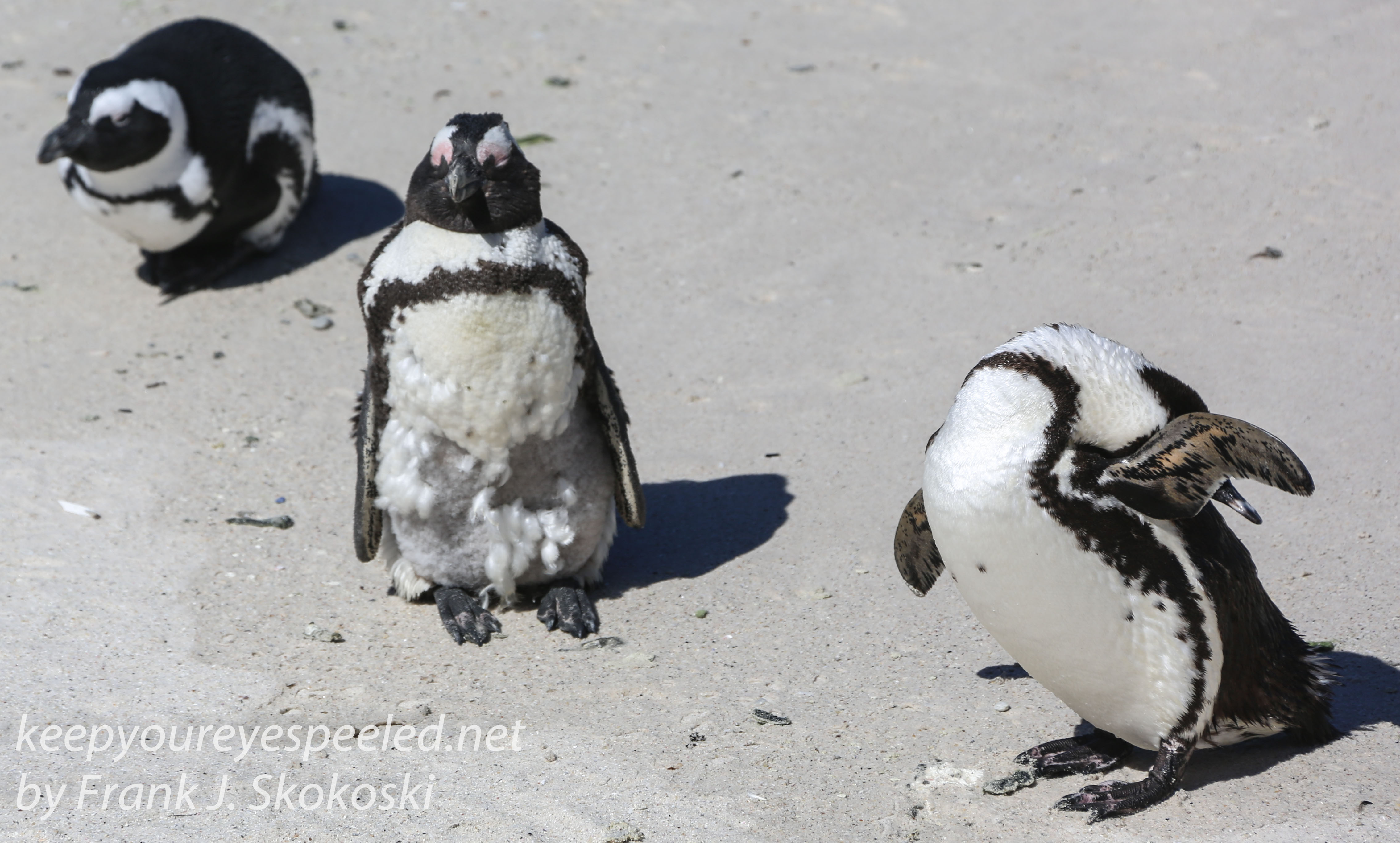 Cape Point penguins -34