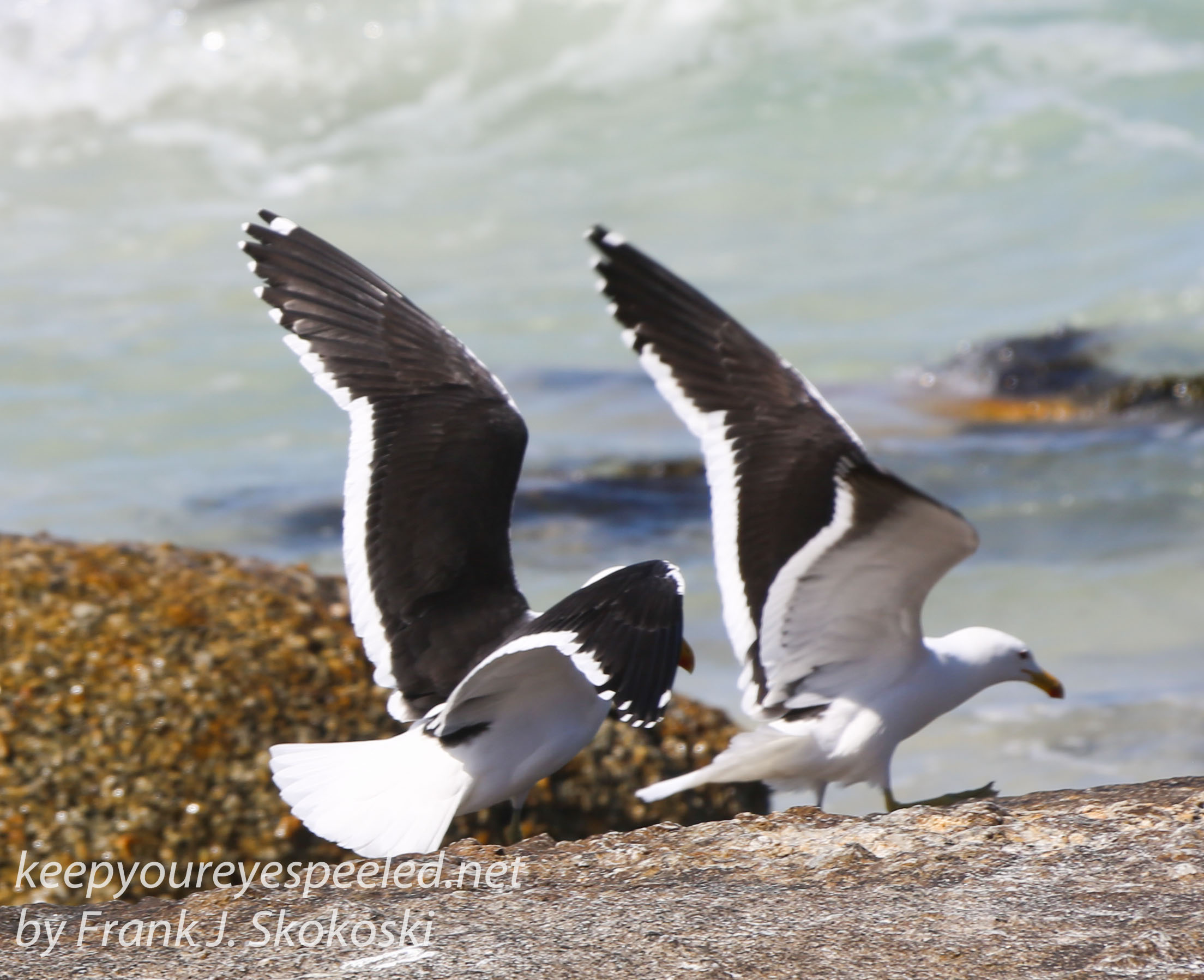 Cape Point penguins -35