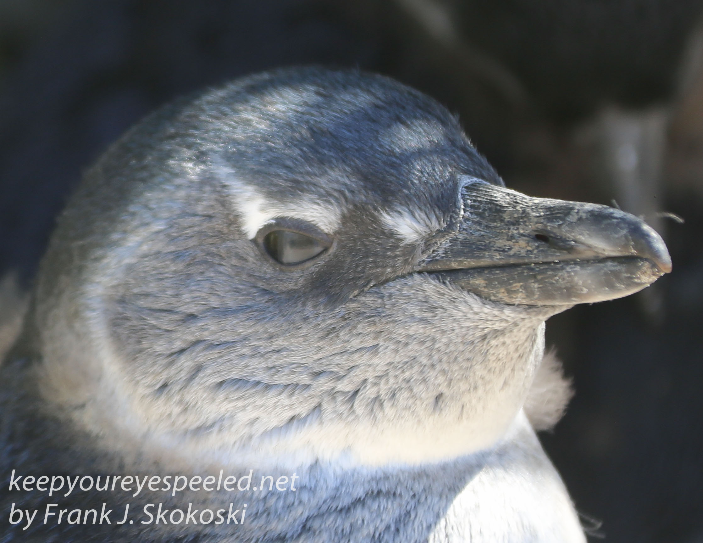 Cape Point penguins -38