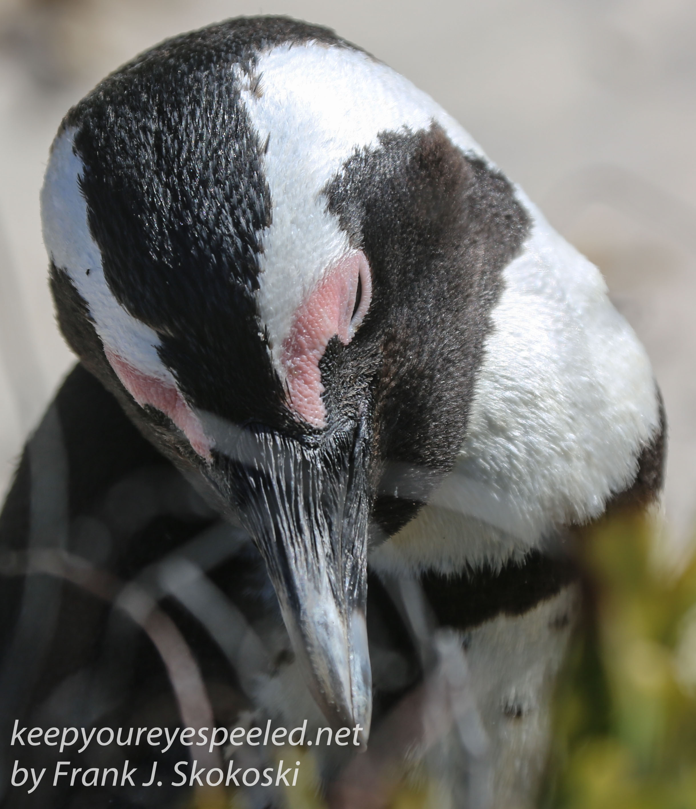 Cape Point penguins -40