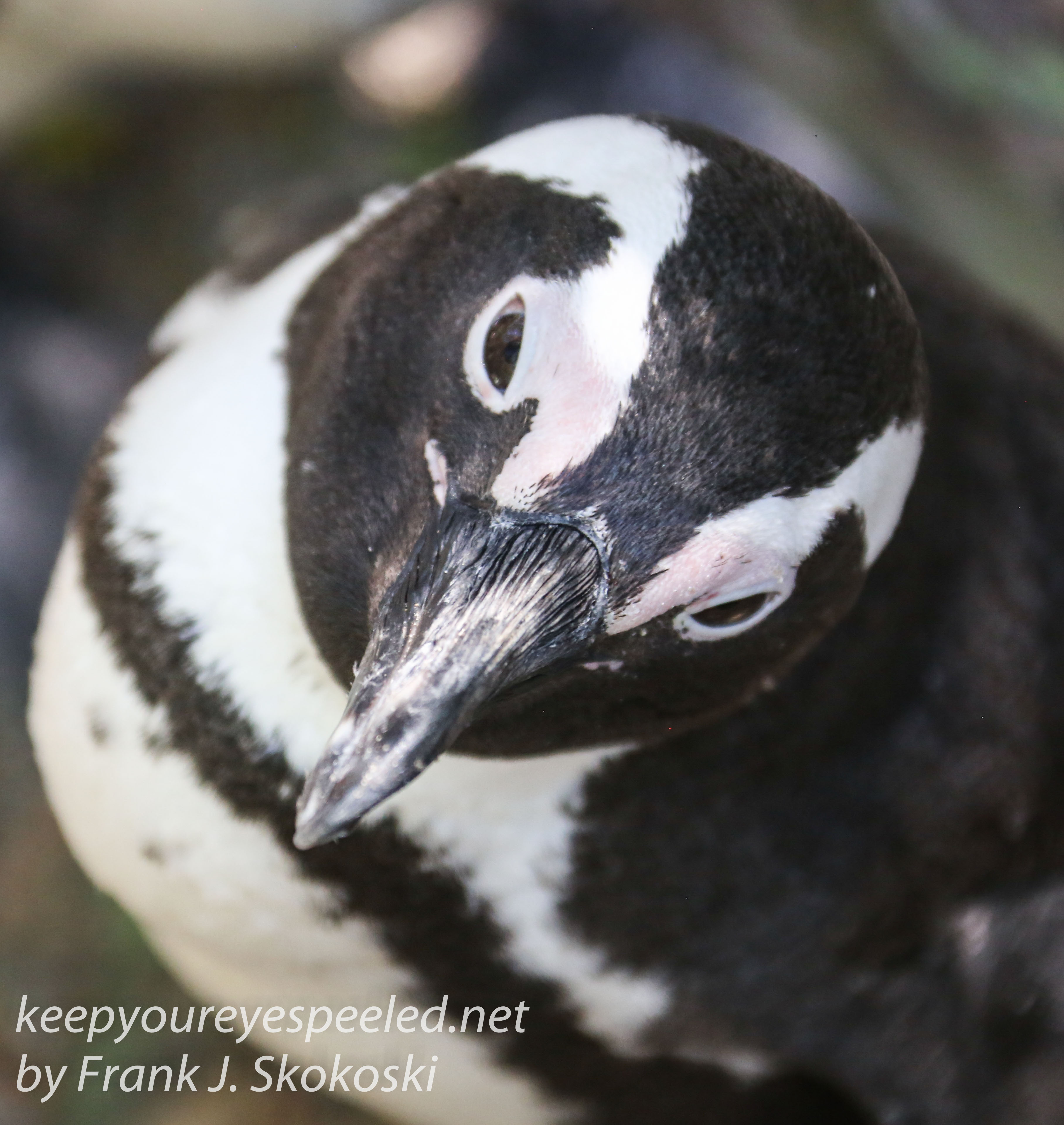 Cape Point penguins -45