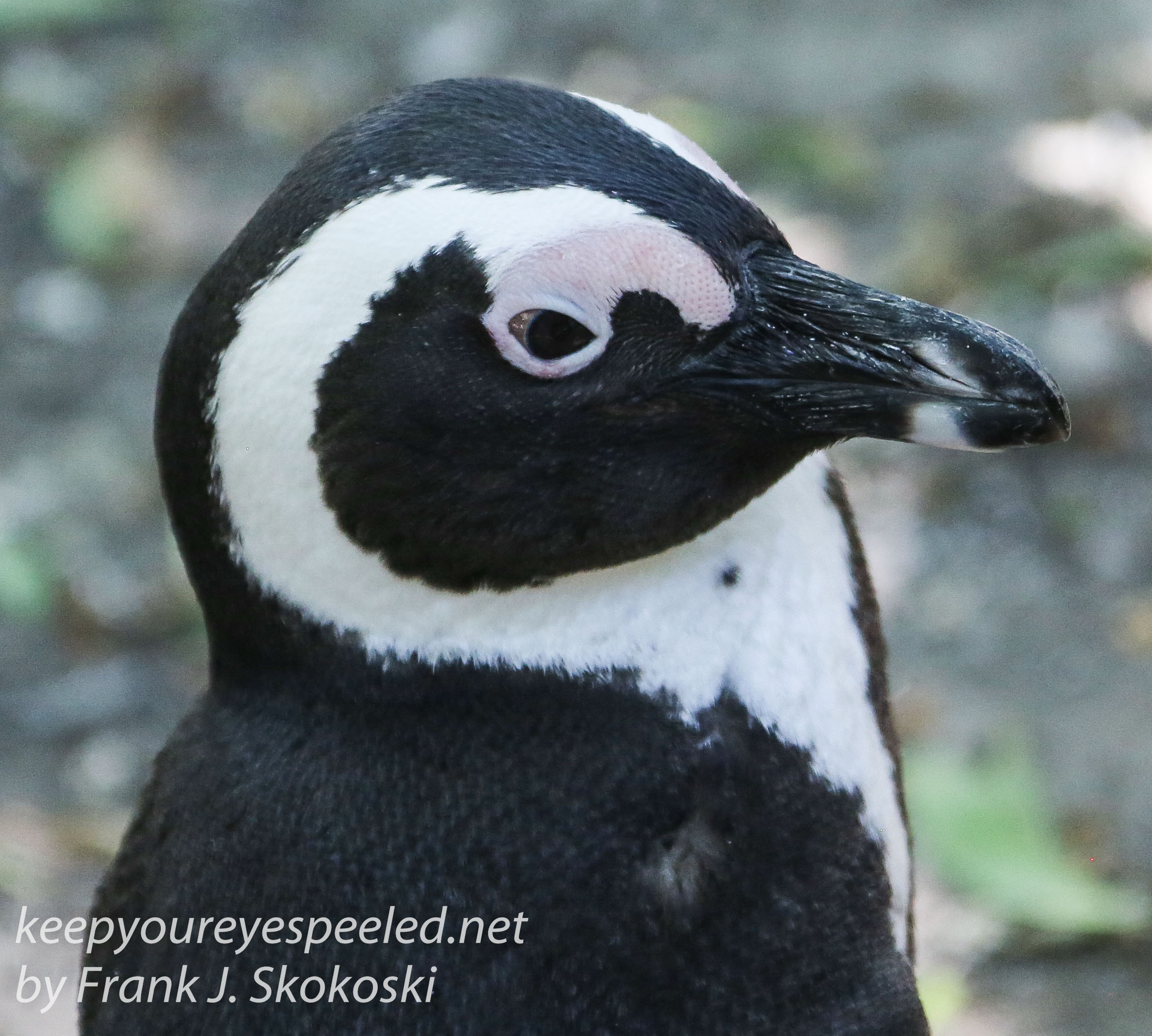 Cape Point penguins -46