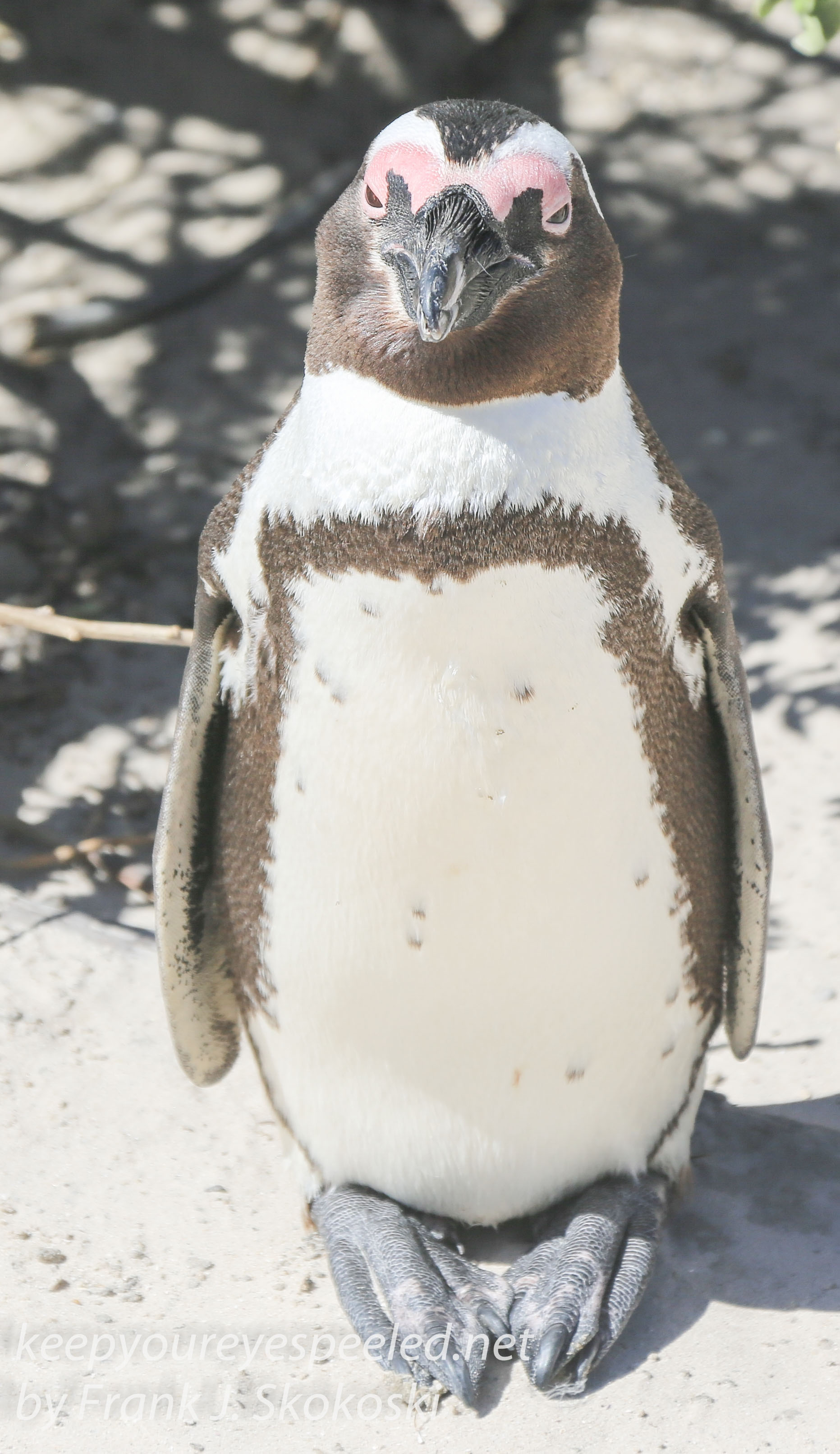 Cape Point penguins -7