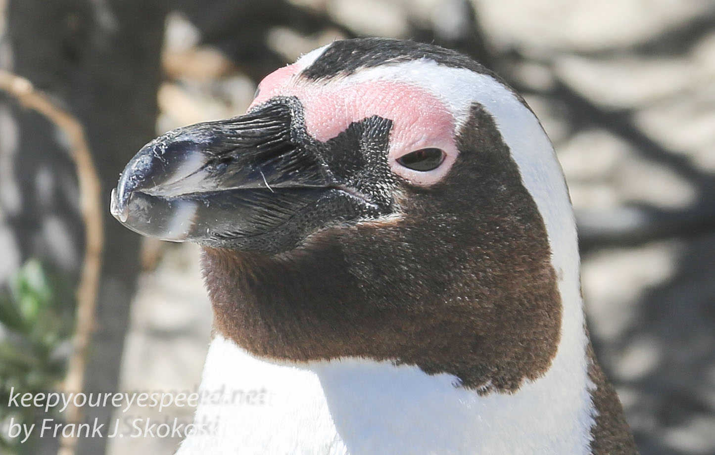 Cape Point penguins -9