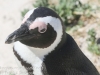 Cape Point penguins -11