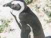 Cape Point penguins -12