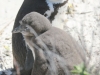 Cape Point penguins -13