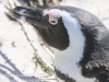 Cape Point penguins -17