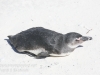 Cape Point penguins -22