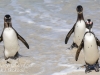 Cape Point penguins -24