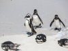 Cape Point penguins -26