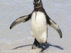 Cape Point penguins -27