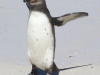 Cape Point penguins -28