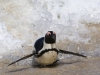 Cape Point penguins -29
