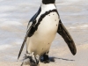 Cape Point penguins -31