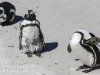 Cape Point penguins -34