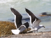 Cape Point penguins -35