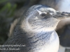 Cape Point penguins -37